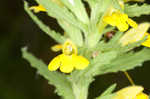 Yellow glandweed